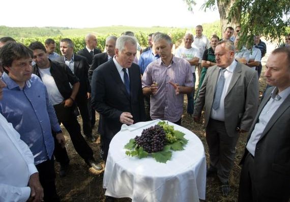 Barvarin 31.8.2013. god. – Predsednik Nikolić u obilasku Rubinovih vinograda.