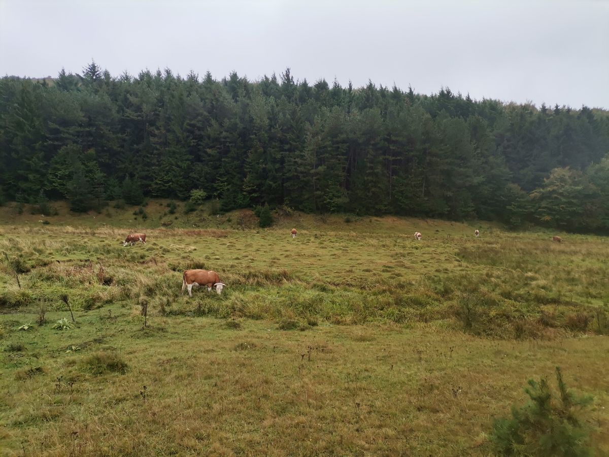 Rajska visoravan Velika Brezovica