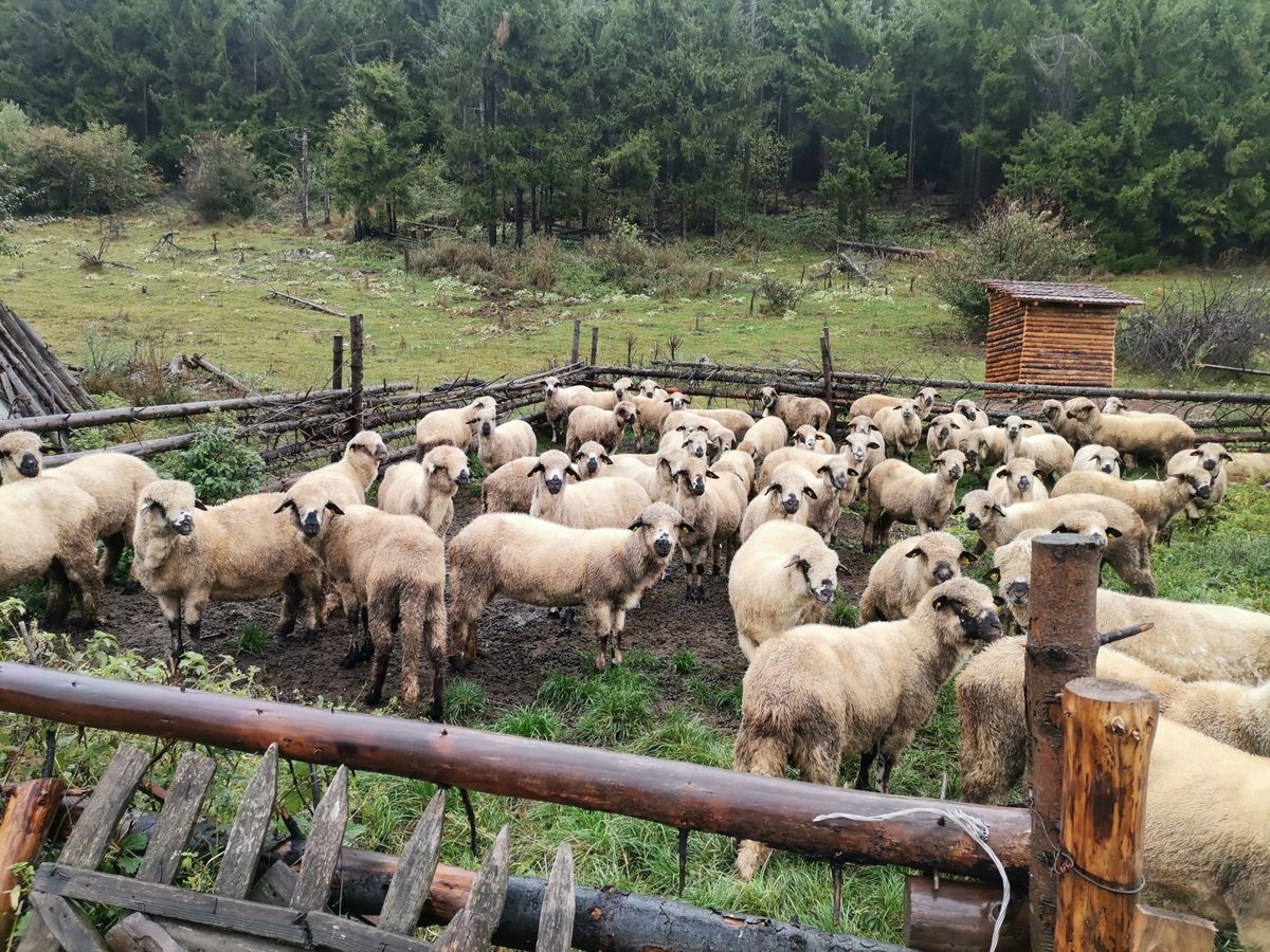 Rajska visoravan Velika Brezovica