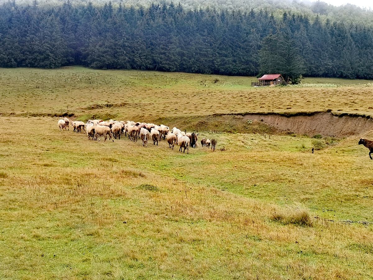 Рајска висораван Велика Брезовица