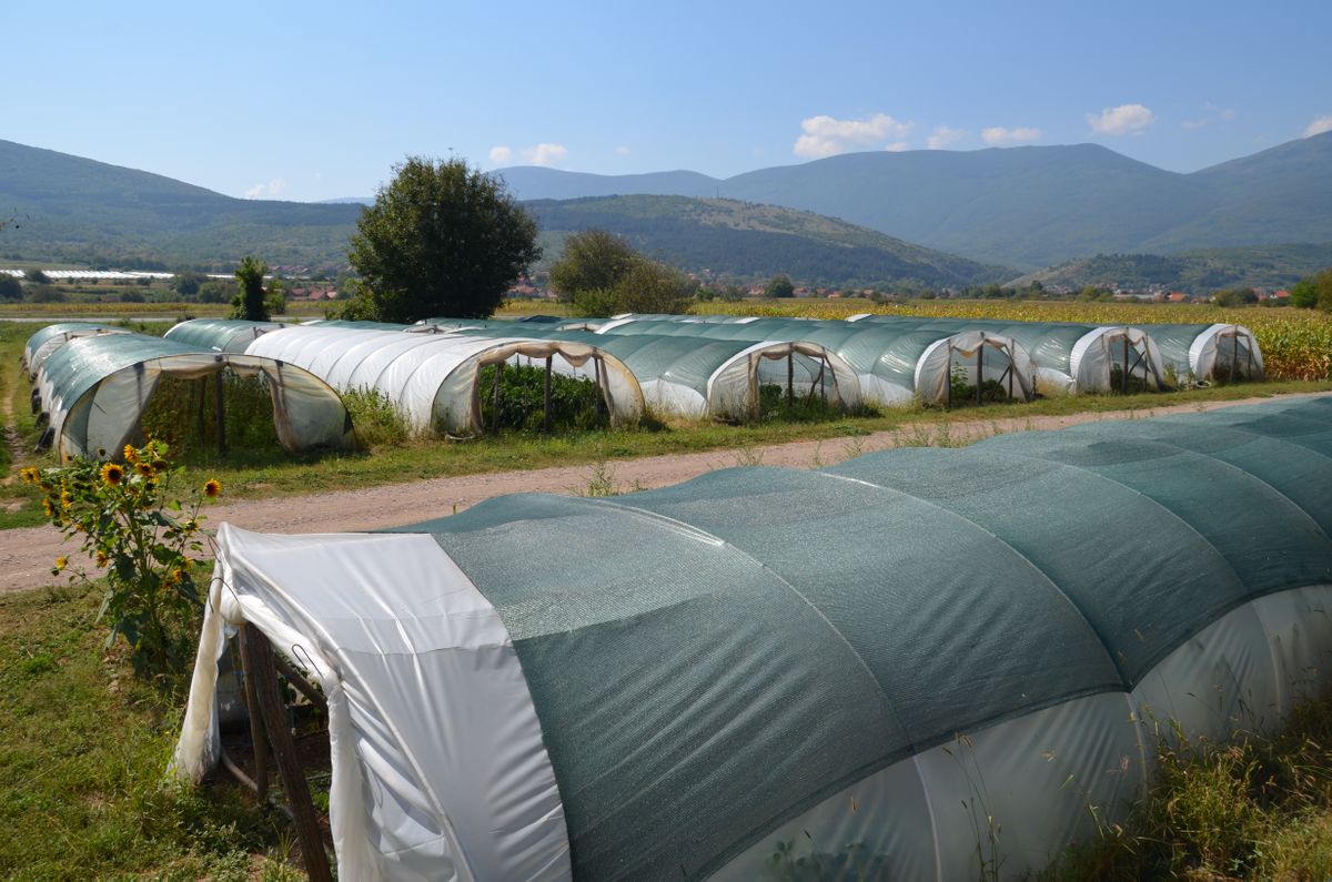 U plastenicima poljoprivrednika raste porodični biznis