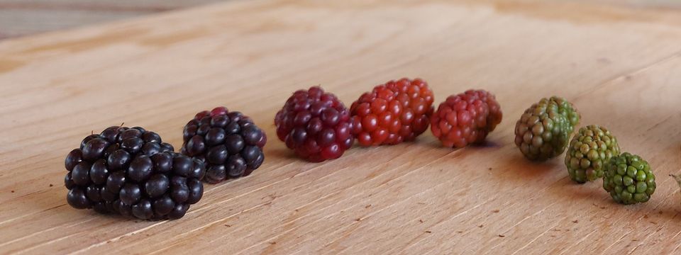 Гвоздено вино бака Кате