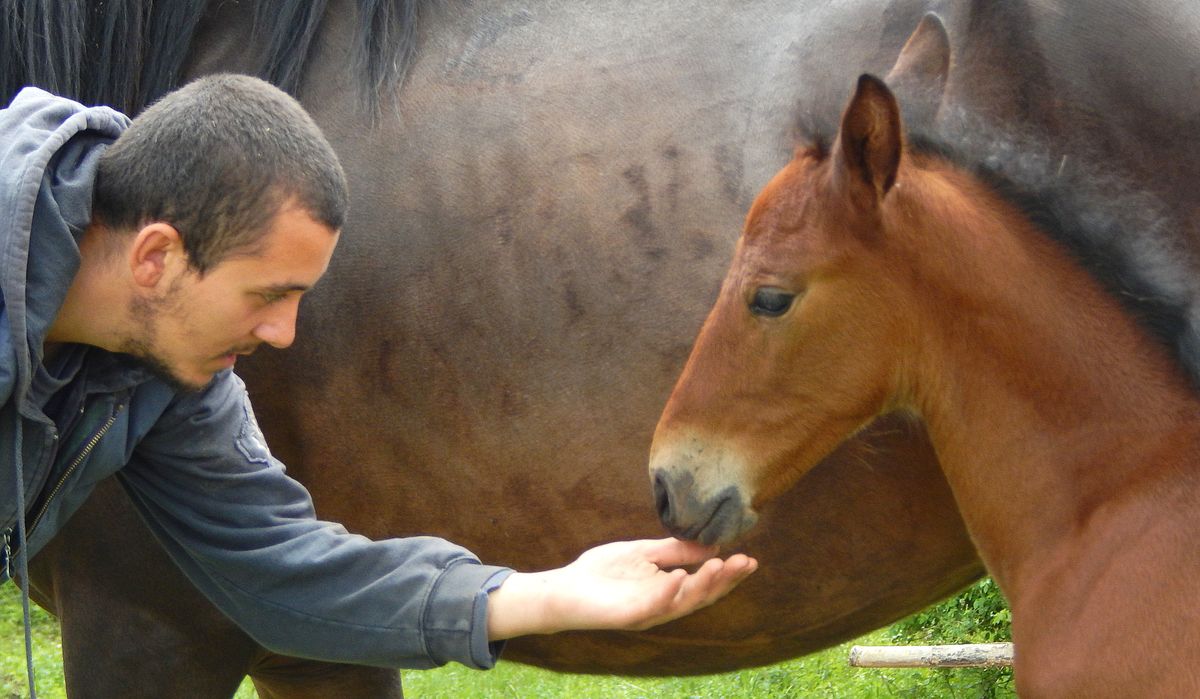 Љубав према коњима развија породични бизнис