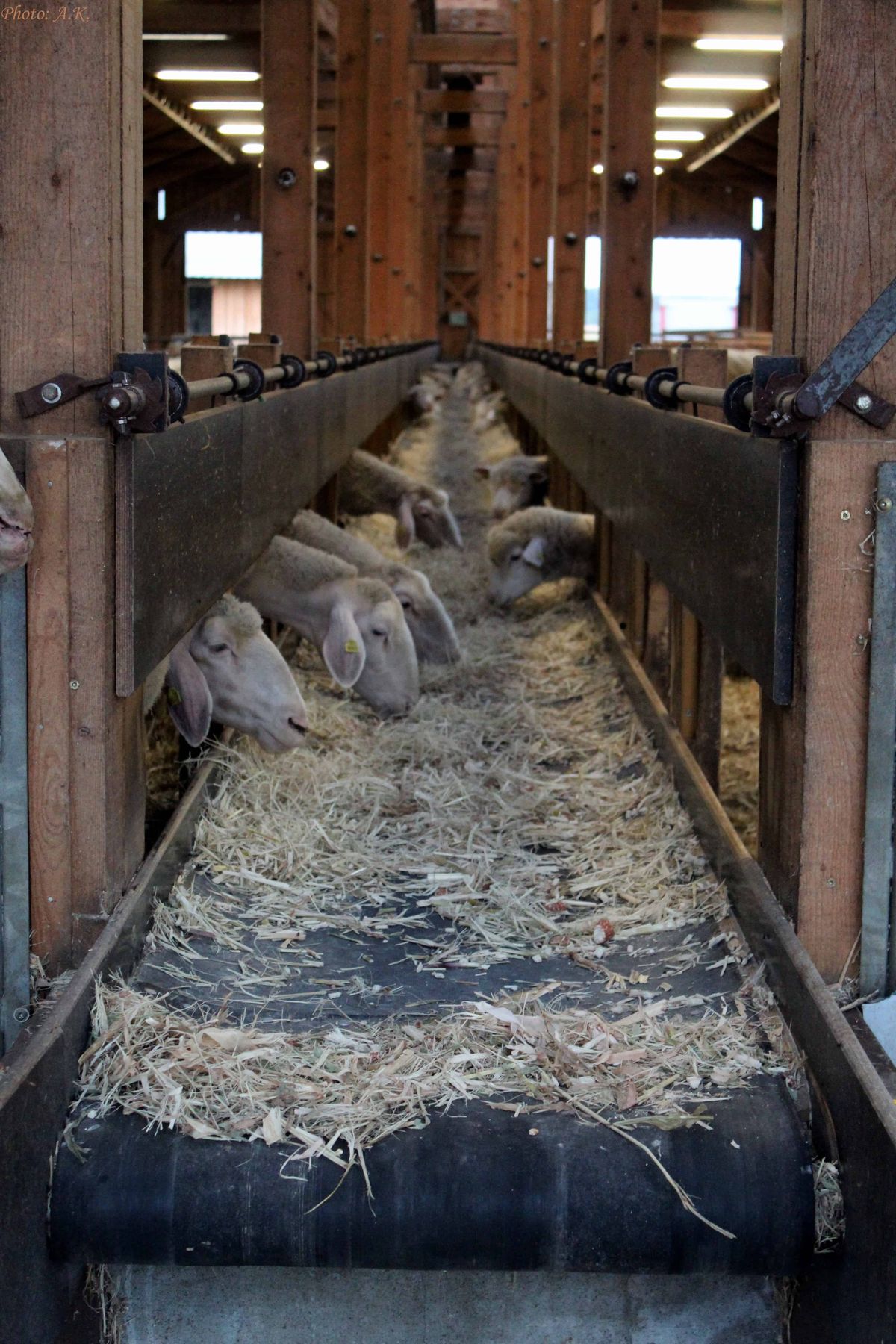 За останак и опстанак на селу За останак и опстанак на селу