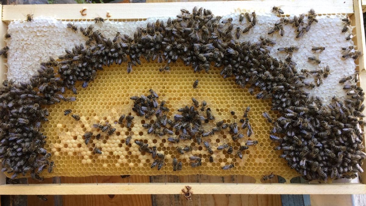 Љубав према пчелама која траје генерацијама