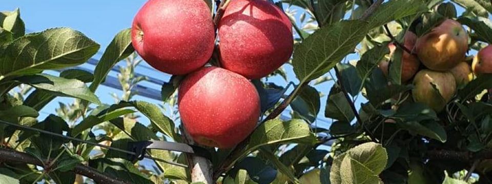 Успешни настављачи традиције задругарства