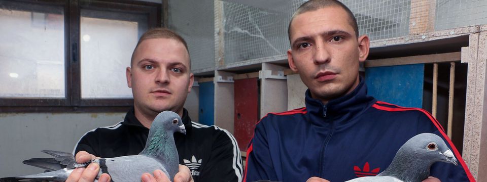 Голубарство као породична традиција