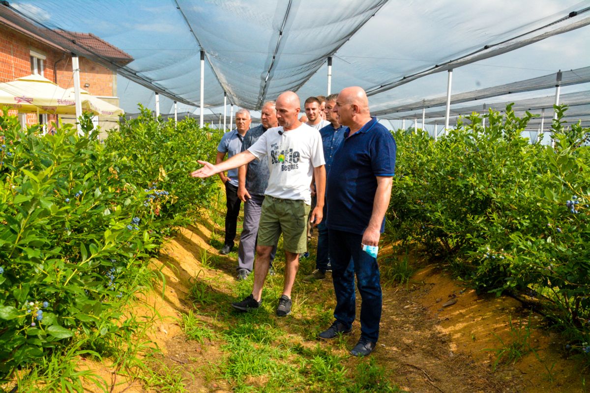 Borovnica iz Lešnice u Holandiji