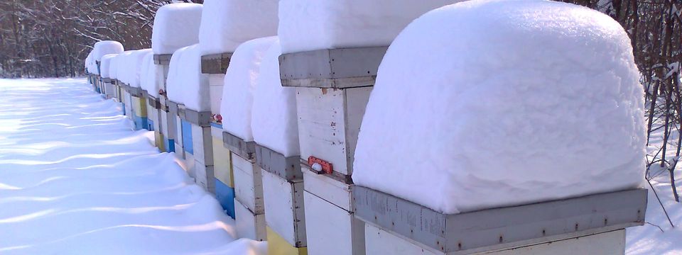 Од ливаде до трпезе – прича о смедеревским пчеларима