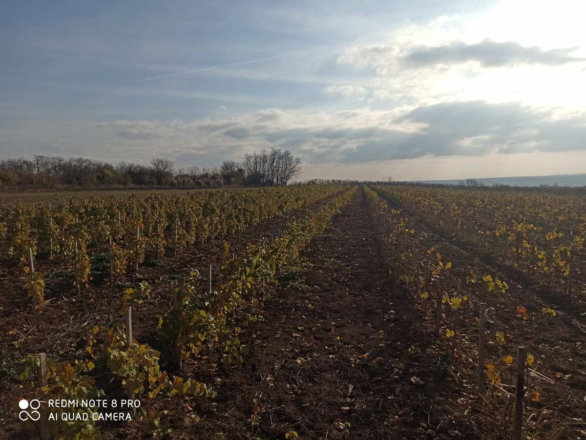 U slavu vinogradara