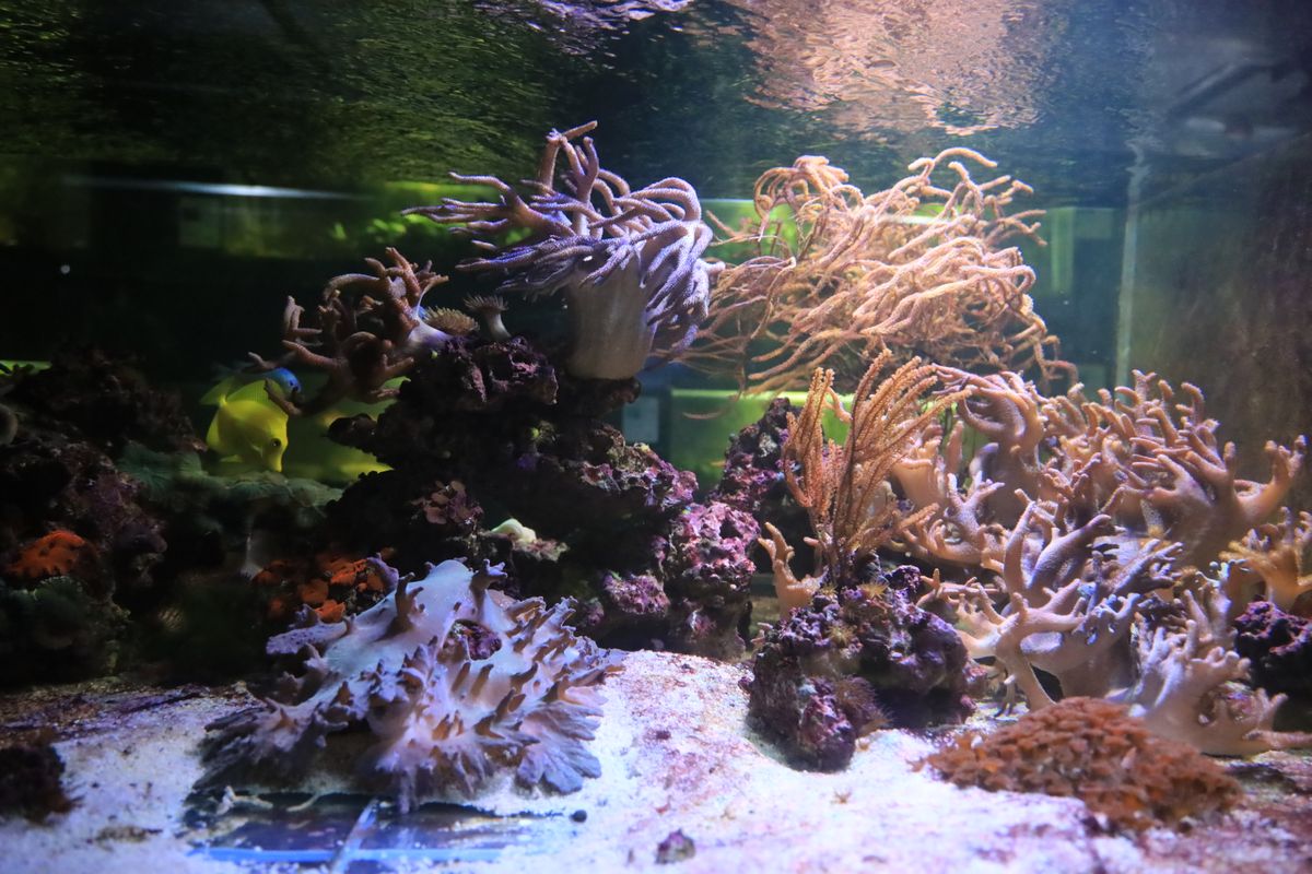 Kragujevački akvarijum – mesto za uživanje i učenje