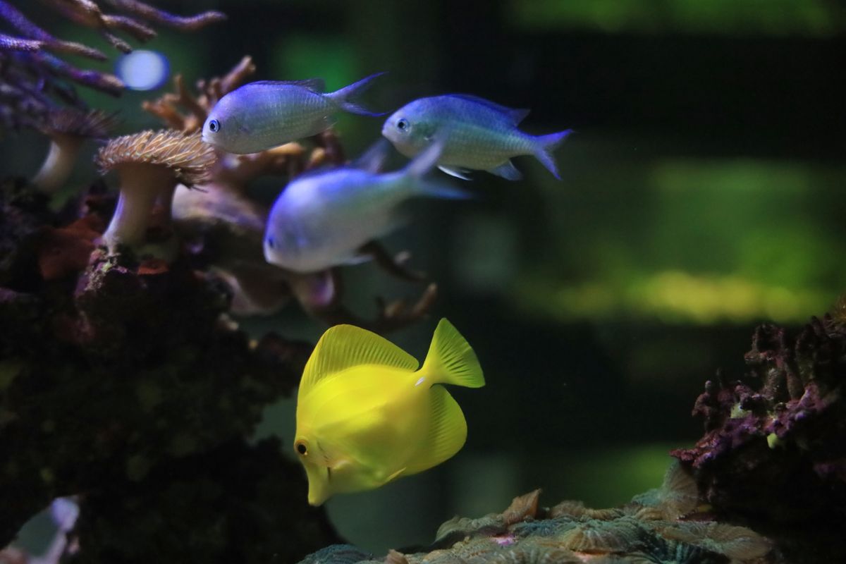 Крагујевачки акваријум – место за уживање и учење
