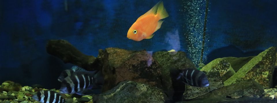 Kragujevački akvarijum – mesto za uživanje i učenje