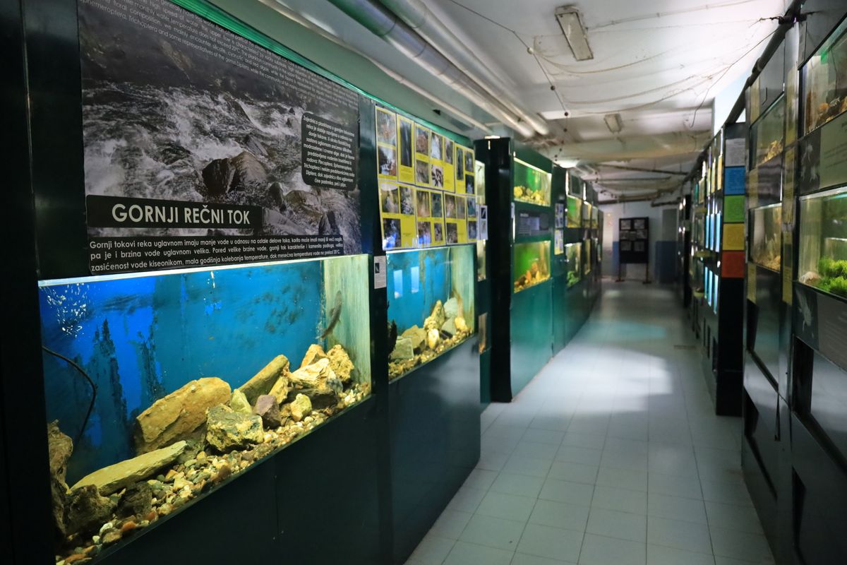 Kragujevački akvarijum – mesto za uživanje i učenje