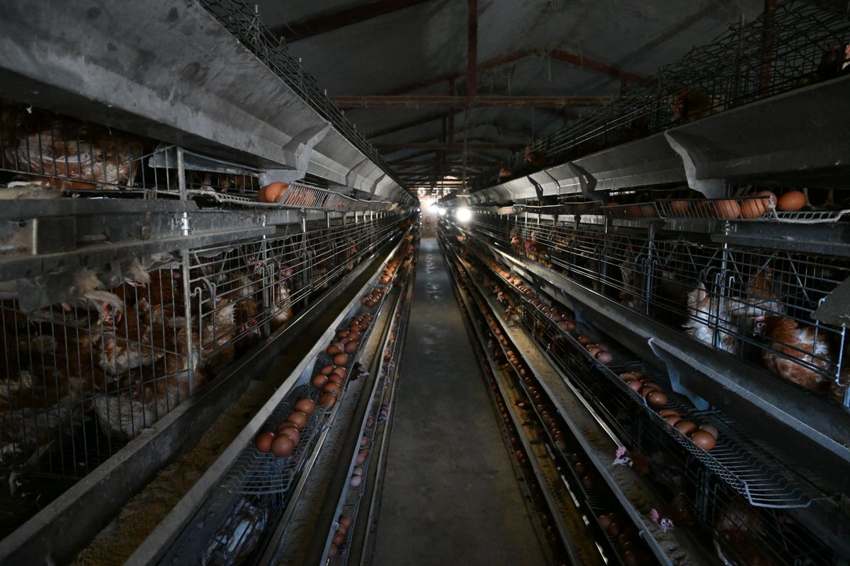 Посета породици Јанковић